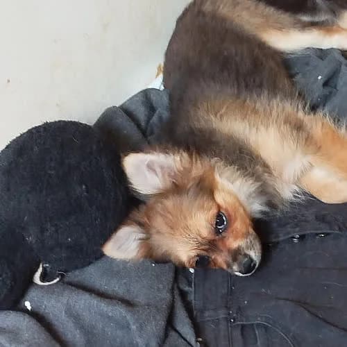 Sara, female 4yo Mixed Breed for adoption at Fundacja Puszatek, Warszawa
