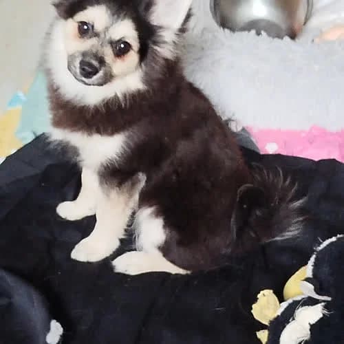 Nina, female 4yo Mixed Breed for adoption at Fundacja Puszatek, Warszawa