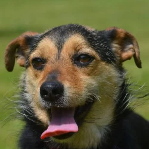 Tereska, female 4yo Mixed Breed for adoption at Fundacja Puszatek, Warszawa