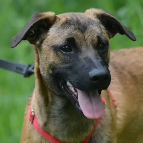 Tom, male 5yo Mixed Breed for adoption at Fundacja Puszatek, Warszawa