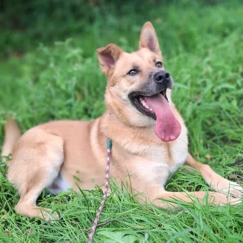 Wafel, male puppy Mixed Breed for adoption at Fundacja Puszatek, Warszawa