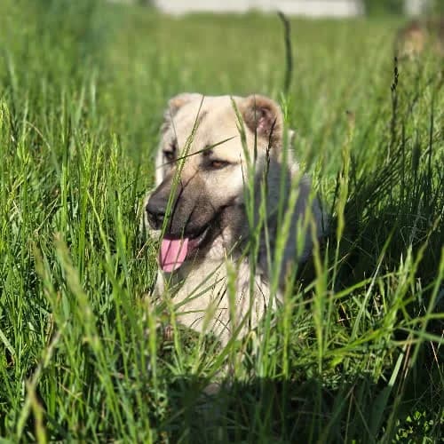 STAŚ, male puppy Mixed Breed for adoption at Fundacja Puszatek, Warszawa