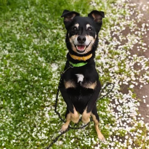 Chudy, male puppy Mixed Breed for adoption at Fundacja Puszatek, Warszawa