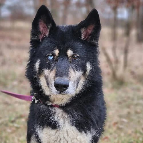 Sansa, female puppy Mixed Breed for adoption at Fundacja Puszatek, Warszawa