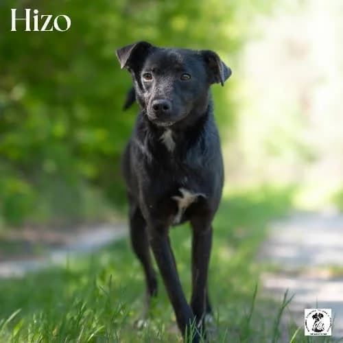 ufny HIZO, male puppy Mixed Breed for adoption at Fundacja Puszatek, Warszawa