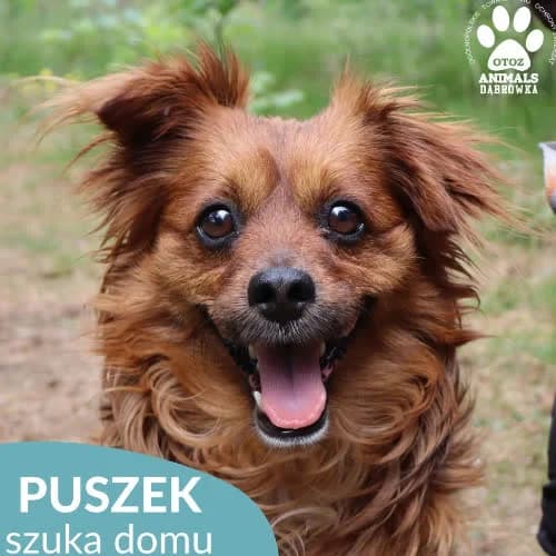 Puszek, male puppy Mixed Breed for adoption at Fundacja Puszatek, Warszawa