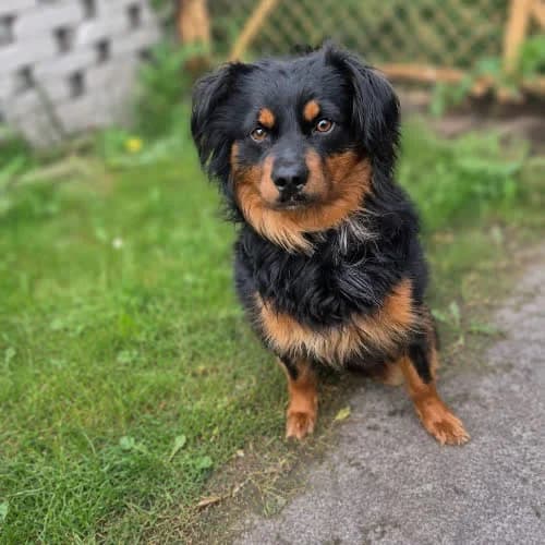 Roki, male puppy Mixed Breed for adoption at Fundacja Puszatek, Warszawa