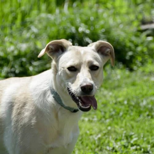 Tina, female puppy Mixed Breed for adoption at Fundacja Puszatek, Warszawa