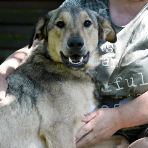 Noe, male puppy Mixed Breed for adoption at Fundacja Puszatek, Warszawa