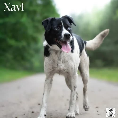 aktywny XAVI, male young Mixed Breed for adoption at Fundacja Puszatek, Warszawa