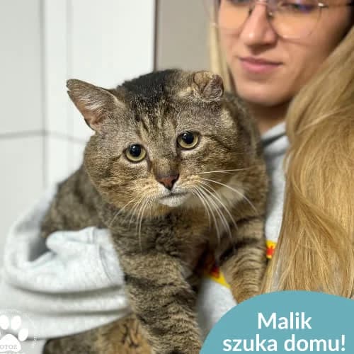 Malik, male 5yo Mixed Breed for adoption at Fundacja Puszatek, Warszawa