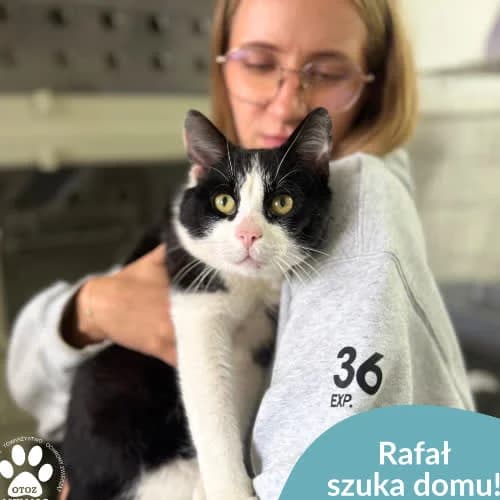 Rafał, male 3yo Mixed Breed for adoption at Fundacja Puszatek, Warszawa