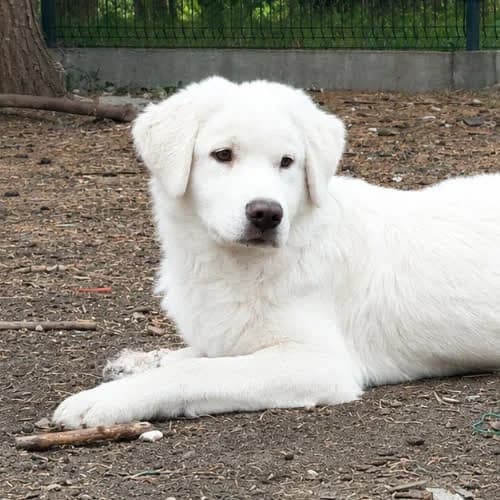 Sven, male 7yo Mixed Breed for adoption at Fundacja Puszatek, Warszawa
