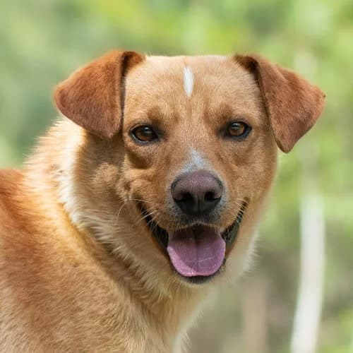 ciekawski SUNO, male puppy Mixed Breed for adoption at Fundacja Puszatek, Warszawa