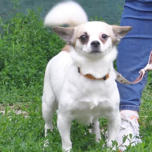 Barbi, female puppy Mixed Breed for adoption at Fundacja Puszatek, Warszawa