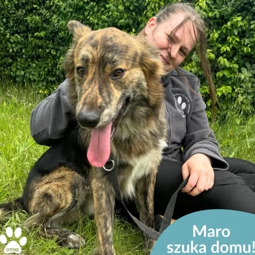 Maro, male puppy Mixed Breed for adoption at Fundacja Puszatek, Warszawa
