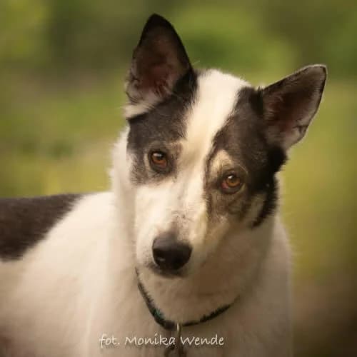 THOR, male puppy Mixed Breed for adoption at Fundacja Puszatek, Warszawa