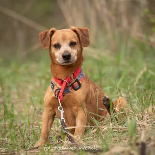 WACIK, male puppy Mixed Breed for adoption at Fundacja Puszatek, Warszawa