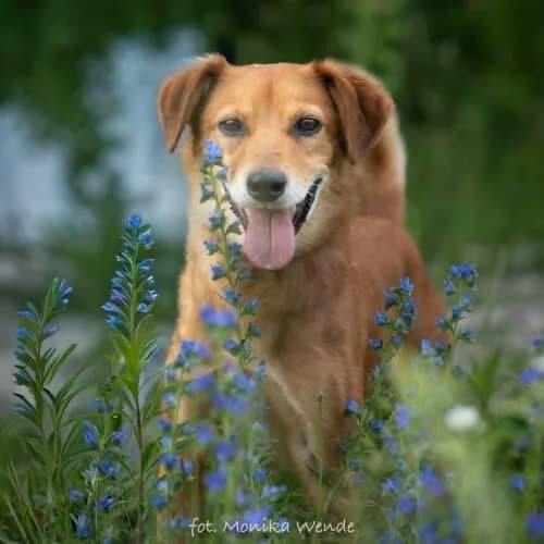 SMYK, male puppy Mixed Breed for adoption at Fundacja Puszatek, Warszawa