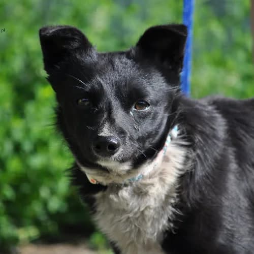 Timon, male puppy Mixed Breed for adoption at Fundacja Puszatek, Warszawa