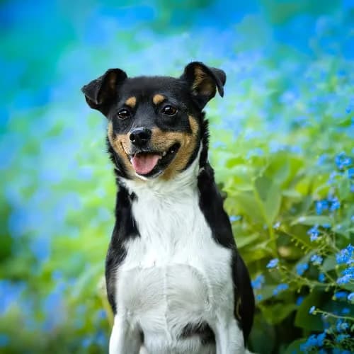 wrażliwa Alika, female puppy Mixed Breed for adoption at Fundacja Puszatek, Warszawa