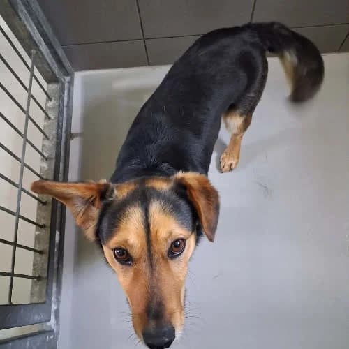 Malik, male puppy Mixed Breed for adoption at Fundacja Puszatek, Warszawa