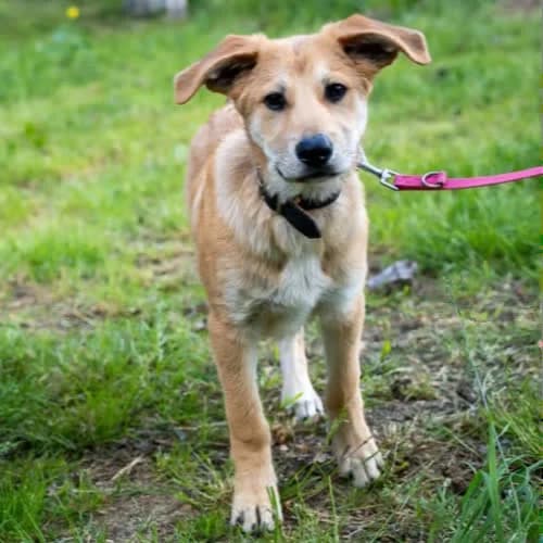 Gabryś, male 4yo Mixed Breed for adoption at Fundacja Puszatek, Warszawa