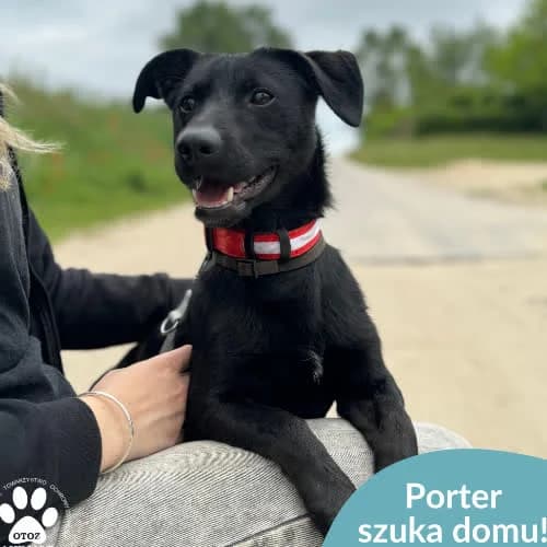 Porter, male puppy Mixed Breed for adoption at Fundacja Puszatek, Warszawa