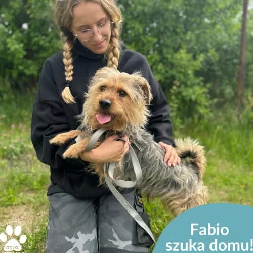 Fabio, male puppy Mixed Breed for adoption at Fundacja Puszatek, Warszawa