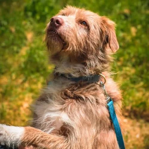 Amor, male puppy Mixed Breed for adoption at Fundacja Puszatek, Warszawa