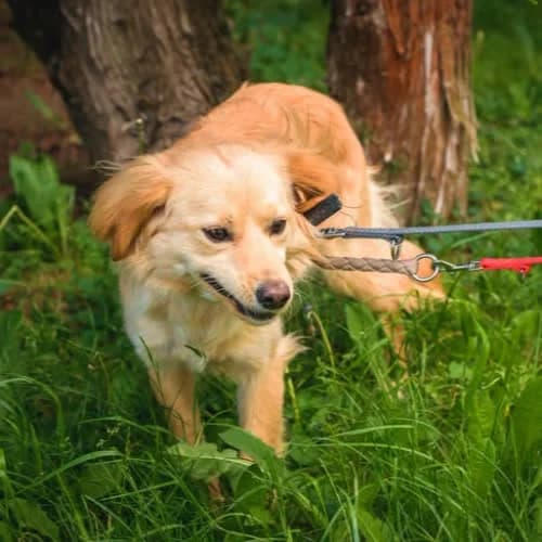 Czika, female senior Mixed Breed for adoption at Fundacja Puszatek, Warszawa