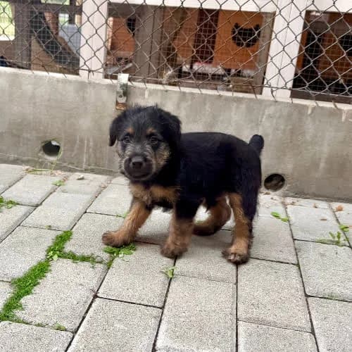 Junior, male young Mixed Breed for adoption at Fundacja Puszatek, Warszawa