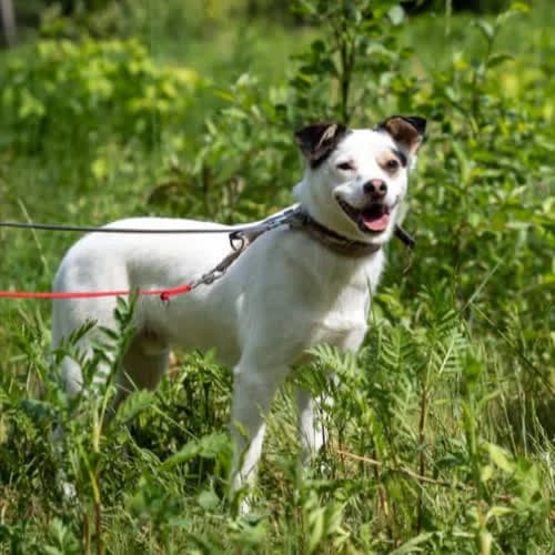 Leon, male puppy Mixed Breed for adoption at Fundacja Puszatek, Warszawa