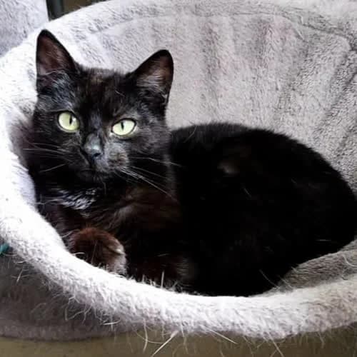 Diana, female 5yo Mixed Breed for adoption at Fundacja Puszatek, Warszawa
