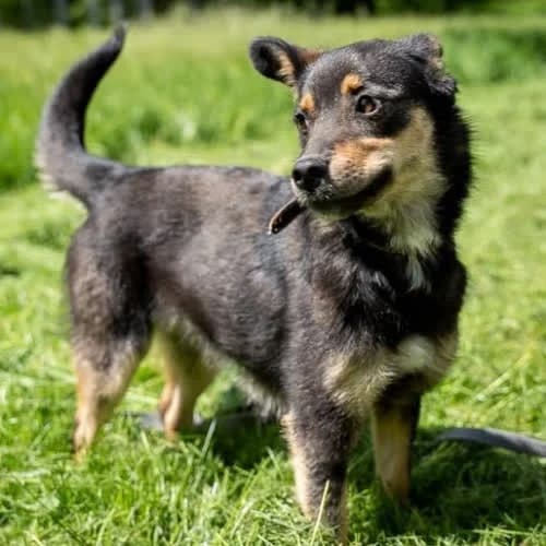 Alutka, female puppy Mixed Breed for adoption at Fundacja Puszatek, Warszawa