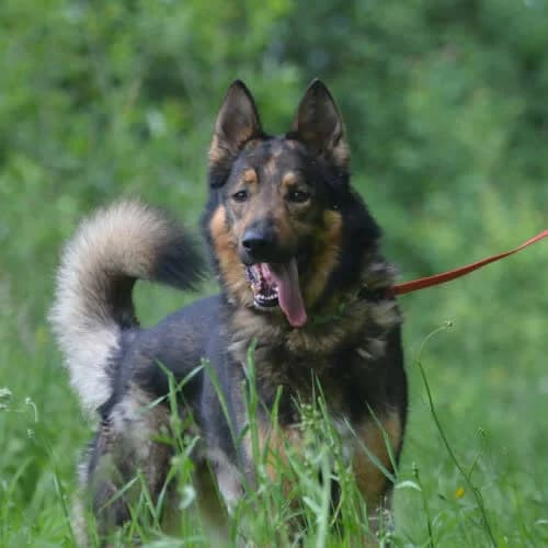 Django, male 6yo Mixed Breed for adoption at Fundacja Puszatek, Warszawa
