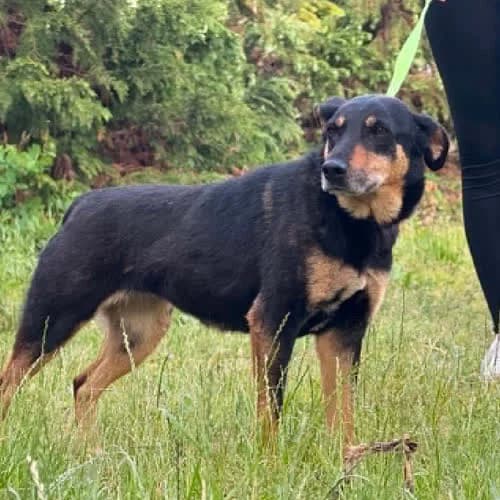 Kinga, female puppy Mixed Breed for adoption at Fundacja Puszatek, Warszawa