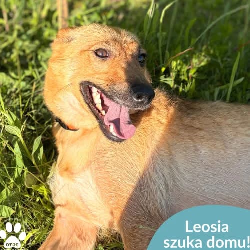 Leosia, female puppy Mixed Breed for adoption at Fundacja Puszatek, Warszawa