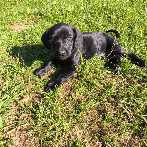 Katarzynka rezerw, female young Mixed Breed for adoption at Fundacja Puszatek, Warszawa
