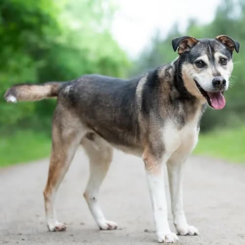 pojętny SOLAN, male 3yo Mixed Breed for adoption at Fundacja Puszatek, Warszawa