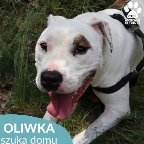 Oliwka, female puppy Mixed Breed for adoption at Fundacja Puszatek, Warszawa