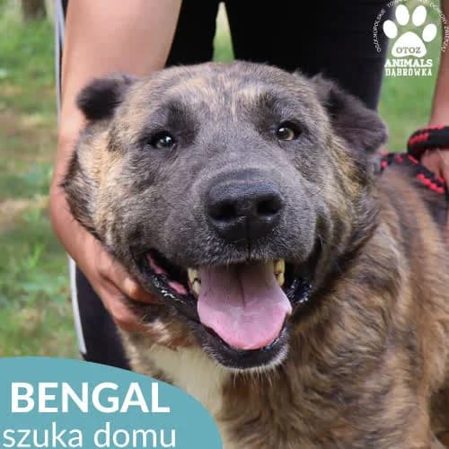 Bengal, male 6yo Mixed Breed for adoption at Fundacja Puszatek, Warszawa