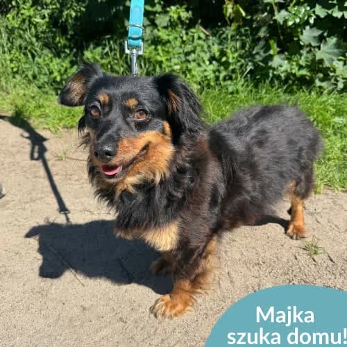 Maja, female puppy Mixed Breed for adoption at Fundacja Puszatek, Warszawa