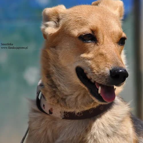 Smerfetka, female puppy Mixed Breed for adoption at Fundacja Puszatek, Warszawa