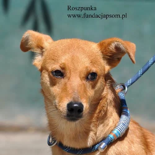 Roszpunka, female puppy Mixed Breed for adoption at Fundacja Puszatek, Warszawa