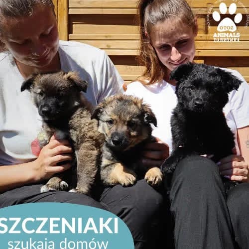 Szczeniaki, female young Mixed Breed for adoption at Fundacja Puszatek, Warszawa