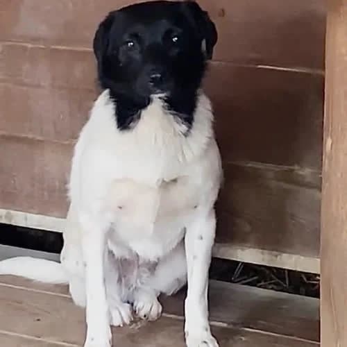 Ksenia, female puppy Mixed Breed for adoption at Fundacja Puszatek, Warszawa