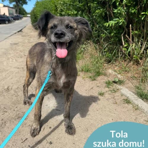 Tola, female puppy Mixed Breed for adoption at Fundacja Puszatek, Warszawa