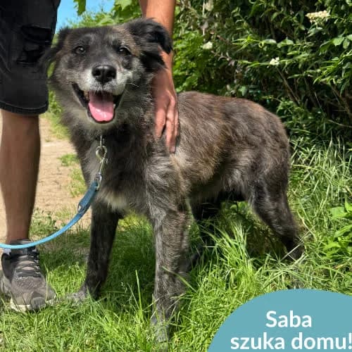 Saba, female puppy Mixed Breed for adoption at Fundacja Puszatek, Warszawa