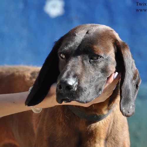 Twix, male 3yo Mixed Breed for adoption at Fundacja Puszatek, Warszawa